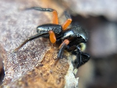 Euophrys monadnock