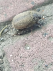 Amphimallon ruficorne