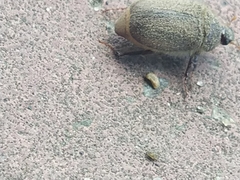 Amphimallon ruficorne