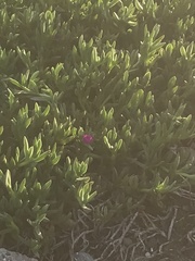 Carpobrotus chilensis
