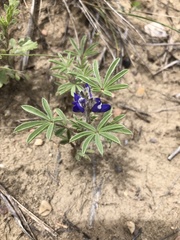 Lupinus pusillus