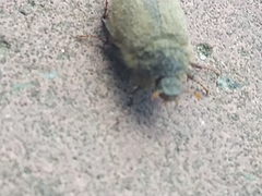 Amphimallon ruficorne