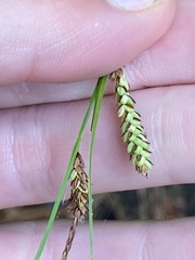 Carex barrattii