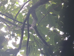 Pseudolmedia laevigata