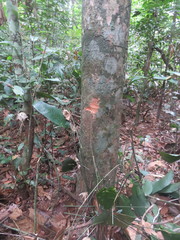 Pseudolmedia laevigata