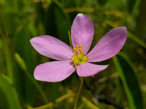 Image of Sabatia campanulata by (c) Samuel A Schmid, PhD, PWS, some rights reserved (CC BY)