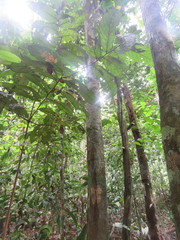Brosimum guianense