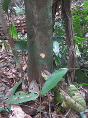 Brosimum guianense