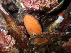 Chlamys hastata