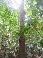 Brosimum guianense