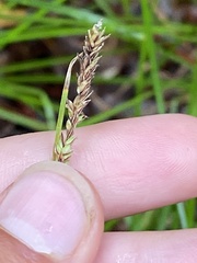 Carex barrattii