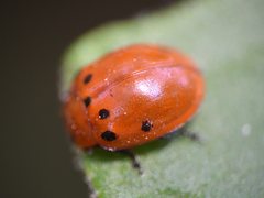 Plagiodera punctigera