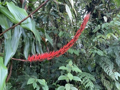 Pitcairnia brittoniana image