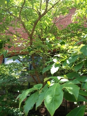 Magnoliopsida