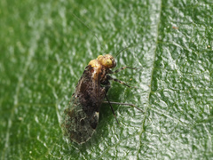 Trichadenotecnum alexanderae