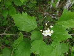 Crataegus fluviatilis
