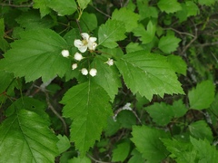 Crataegus fluviatilis