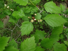 Crataegus fluviatilis