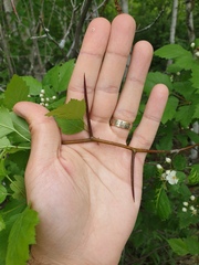 Crataegus fluviatilis