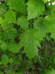 Crataegus fluviatilis