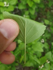 Crataegus fluviatilis