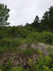 Crataegus fluviatilis