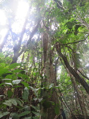 Aspidosperma parvifolium