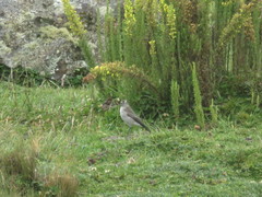 Muscisaxicola alpinus