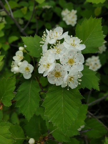 Blanchard's hawthorn (Crataegus irrasa)