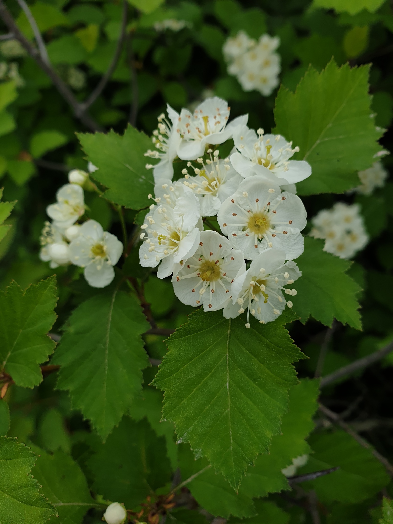 Crataegus irrasa