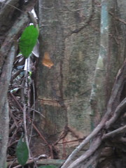 Aspidosperma parvifolium