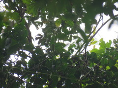 Aspidosperma parvifolium