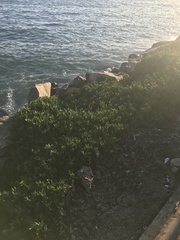 Carpobrotus chilensis