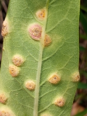 Puccinia smilacis