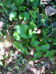 Viola