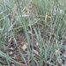 Western Wheatgrass - Photo (c) Adam Ray, some rights reserved (CC BY-NC), uploaded by Adam Ray