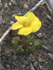 Oxalis perdicaria