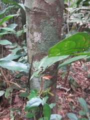 Brosimum acutifolium