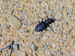 Cicindela longilabris