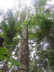 Brosimum acutifolium