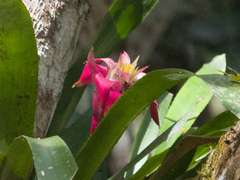 Canistrum cyathiforme