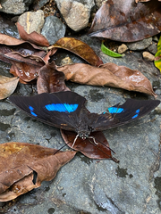 Archaeoprepona demophoon