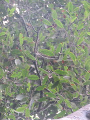 Brosimum acutifolium