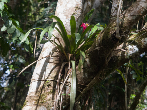 Wittrockia cyathiformis, photograph 6