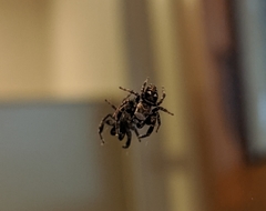 Dendryphantes nigromaculatus