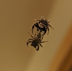 Dendryphantes nigromaculatus