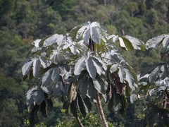 Cecropia hololeuca