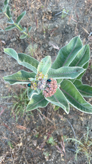 Chrysochus cobaltinus