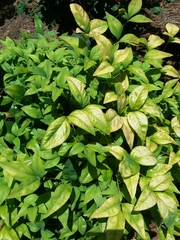 Nandina domestica