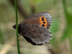 Erebia mancinus